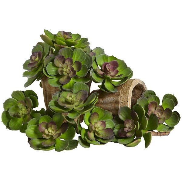 5 Echeveria Succulent Plant (Set of 12)