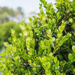 3 Gal. Japanese Boxwood Shrub (2-Pack) THD00013