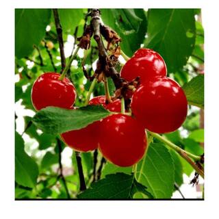 3 Gal. North Star Cherry Tree CHENOR03G