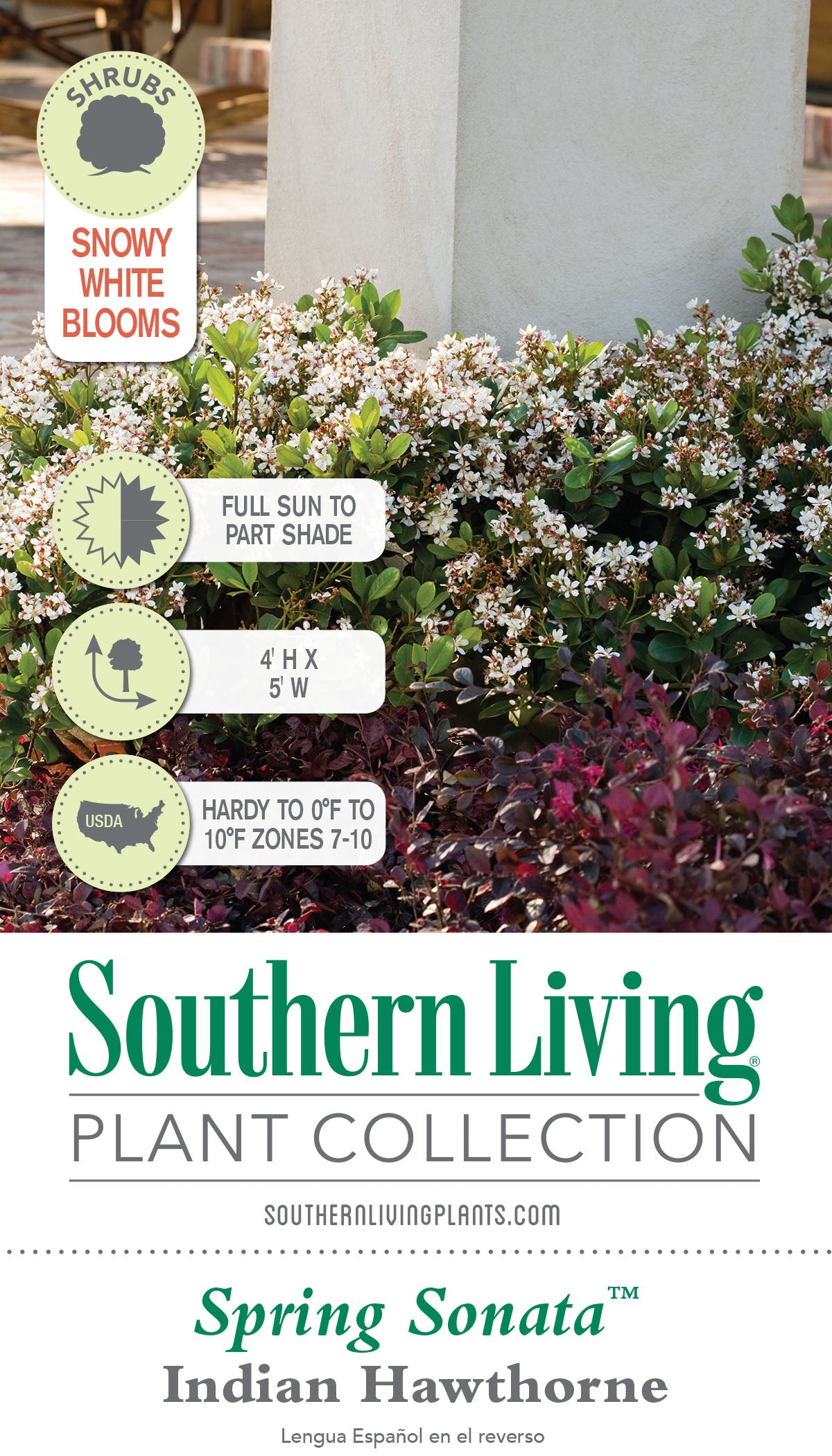 Spring Sonata Indian Hawthorne (2 Gallon) Flowering Evergreen Shrub with White Blooms - Full Sun to Part Shade Live Outdoor Plant - Southern Living Plant Collection