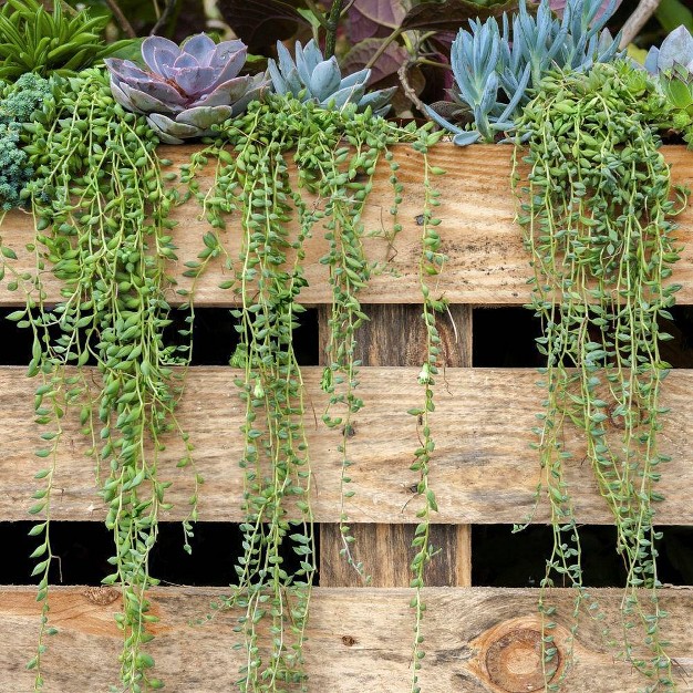 3pc String Of Bananas - National Plant Network