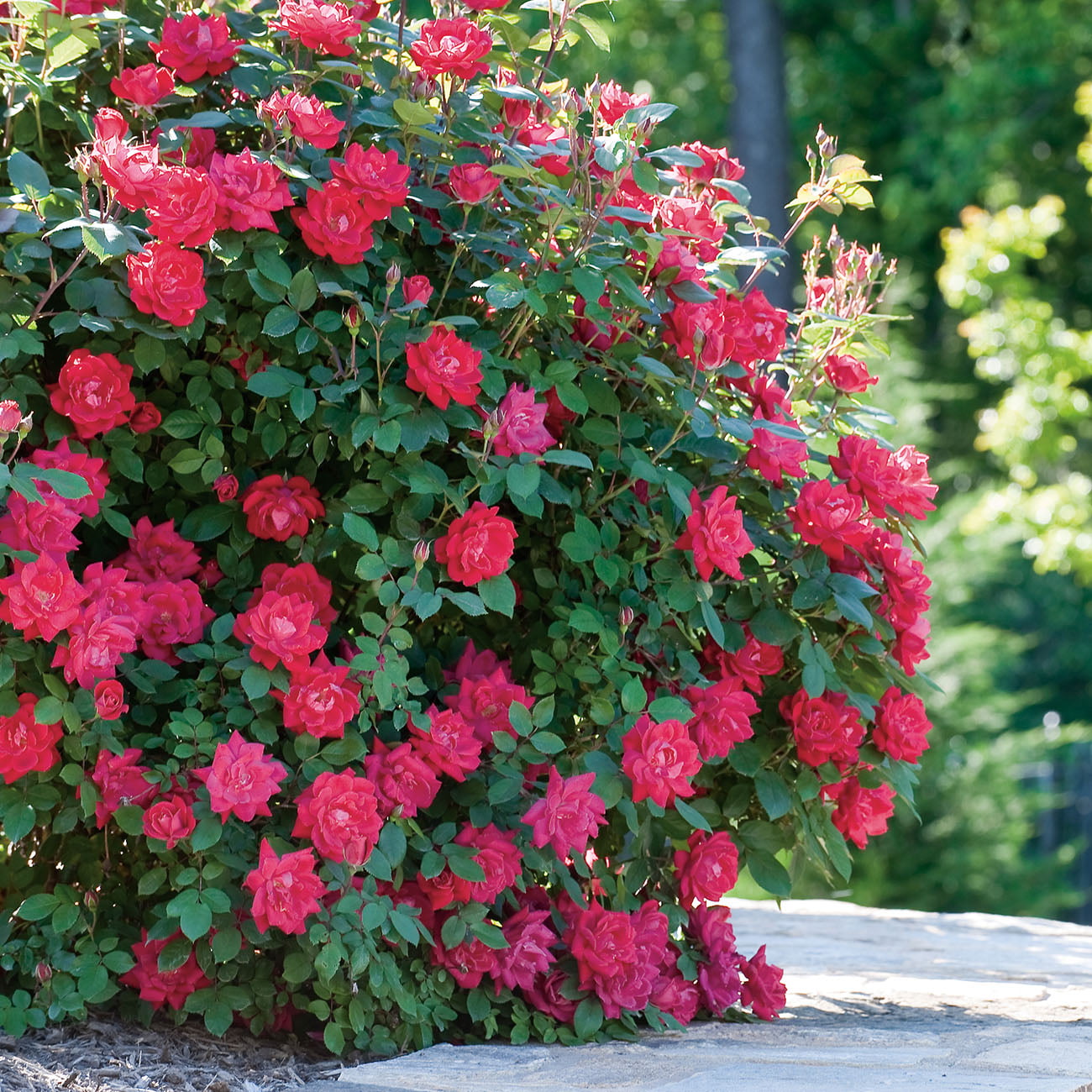 1 Gal. Double Red Knock Out Rose Bush - Reblooming Disease Resistant Landscape Shrub