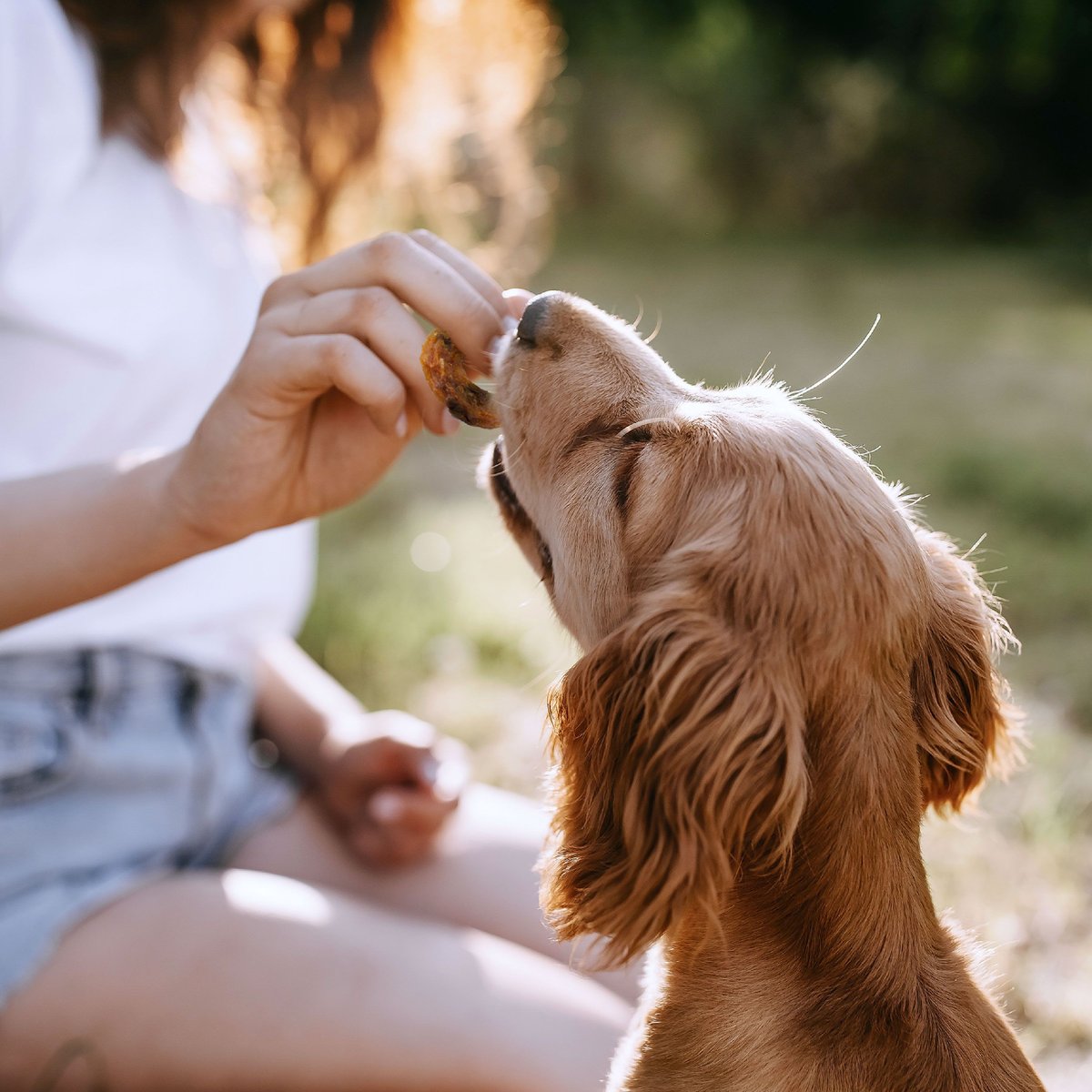 SmartBones Protein Rings Real Chicken and Sweet Potato Dog Treats