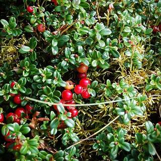 Online Orchards 1 gal. Massachusetts Bearberry Kinnikinnick Shrub with Very Cold Hardy Bell Shaped Flowers and Red Berries (2-Pack) SBKK001