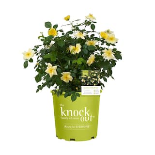 KNOCK OUT 1 Gal. Easy Bee-zy Knock Out Rose Bush with Yellow Flowers 13175