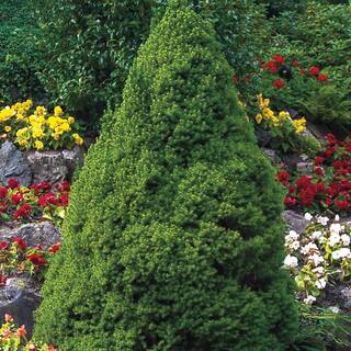 Spring Hill Nurseries 3 Gal. Pot Alberta Dwarf Spruce (Picea) Live Potted Evergreen Shrub (1-Pack) 87489