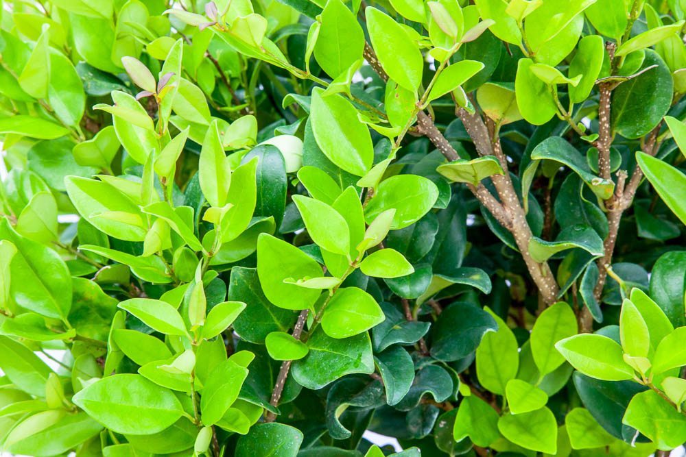 Wax Leaf Ligustrum