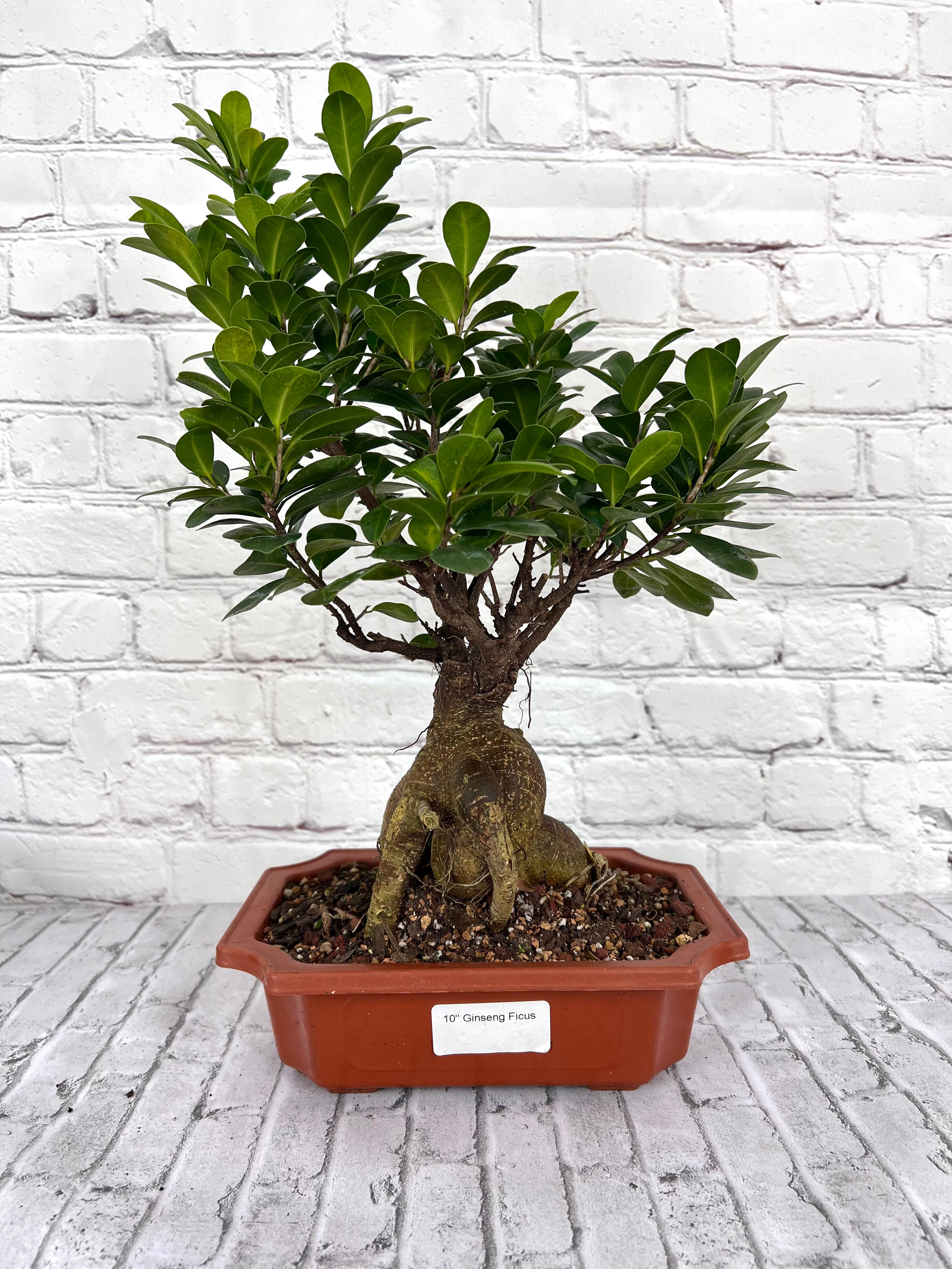 Live Plant  Bonsai, Ficus Ginseng Plastic  Pot