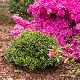 Vigoro 2 Gal. Bullseye Japanese Holly (Ilex) Live Plant Rounded Growth Habit Glossy Foliage Burgundy New Growth 11229