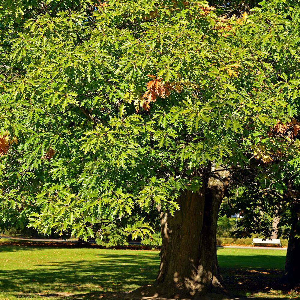 5 Gal. Northern Red Oak Deciduous Shade Tree OAKNOR05G