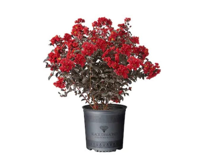 Capstone Plants Crapemyrtle Black Diamond Assorted Colors 8 Inch Pot