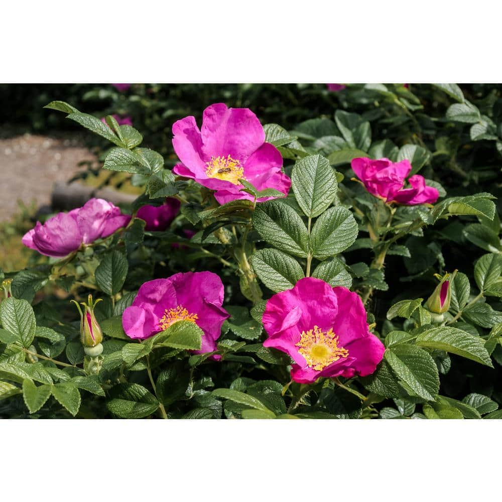 BELL NURSERY 2 Gal. Japanese Rose (Rosa rugosa) Live Shrub with Pink Flowers ROSA2JAPN1PK