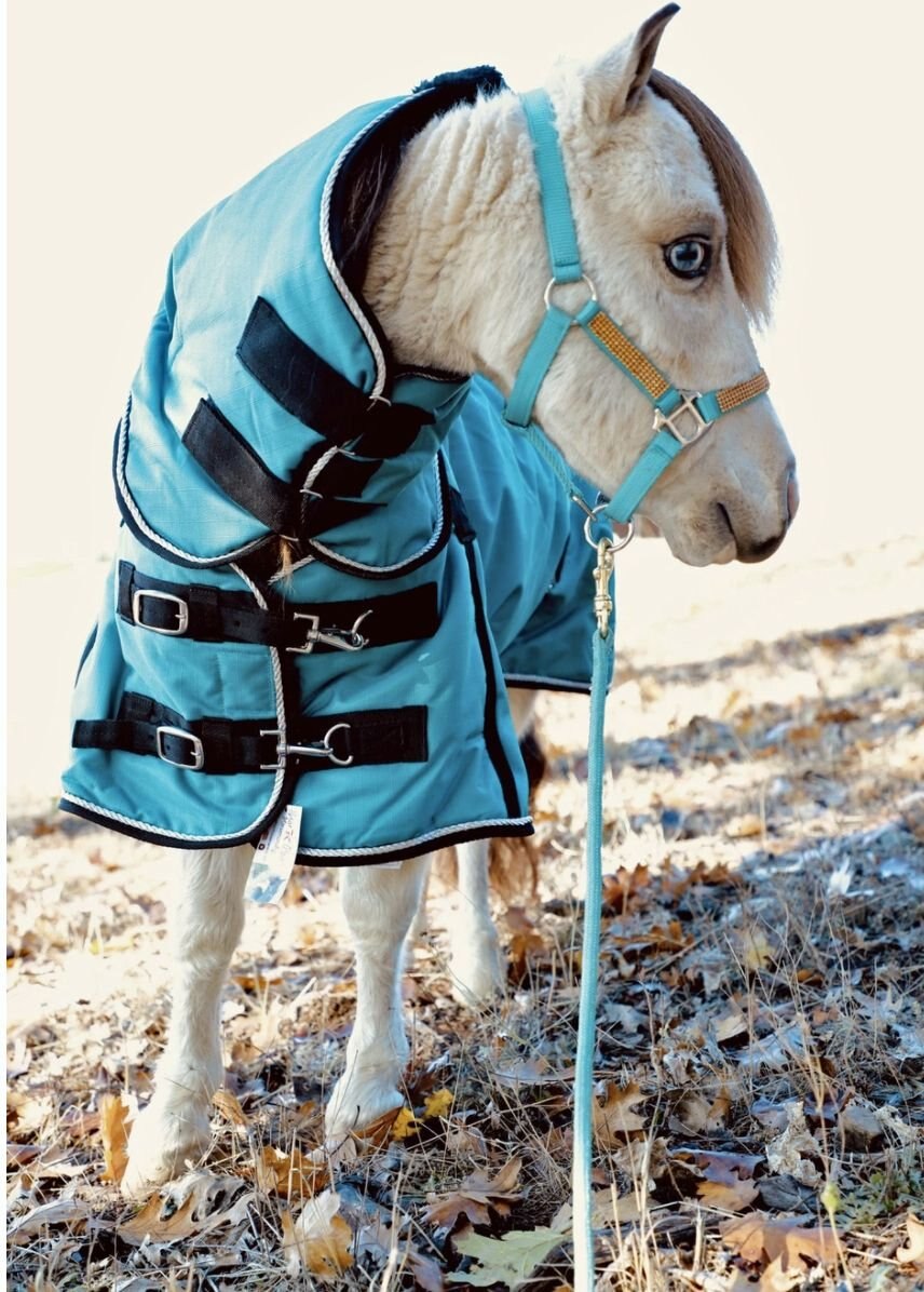 Star Point Horsemanship Mini-Pony 350 Heavyweight Hooded Blanket