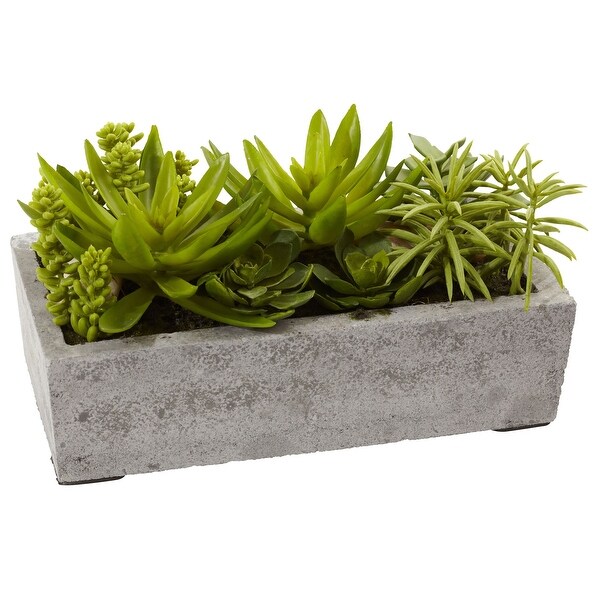 Succulent Garden with Concrete Planter