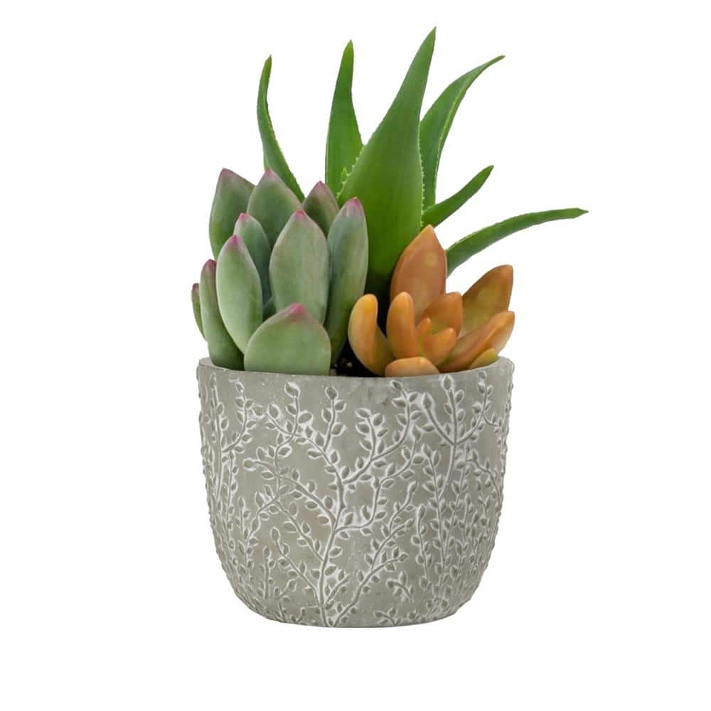 Classic Home and Garden Flora 6 in. Gray Cement Planters with White Interior Assorted (Set of 3) 31013-089