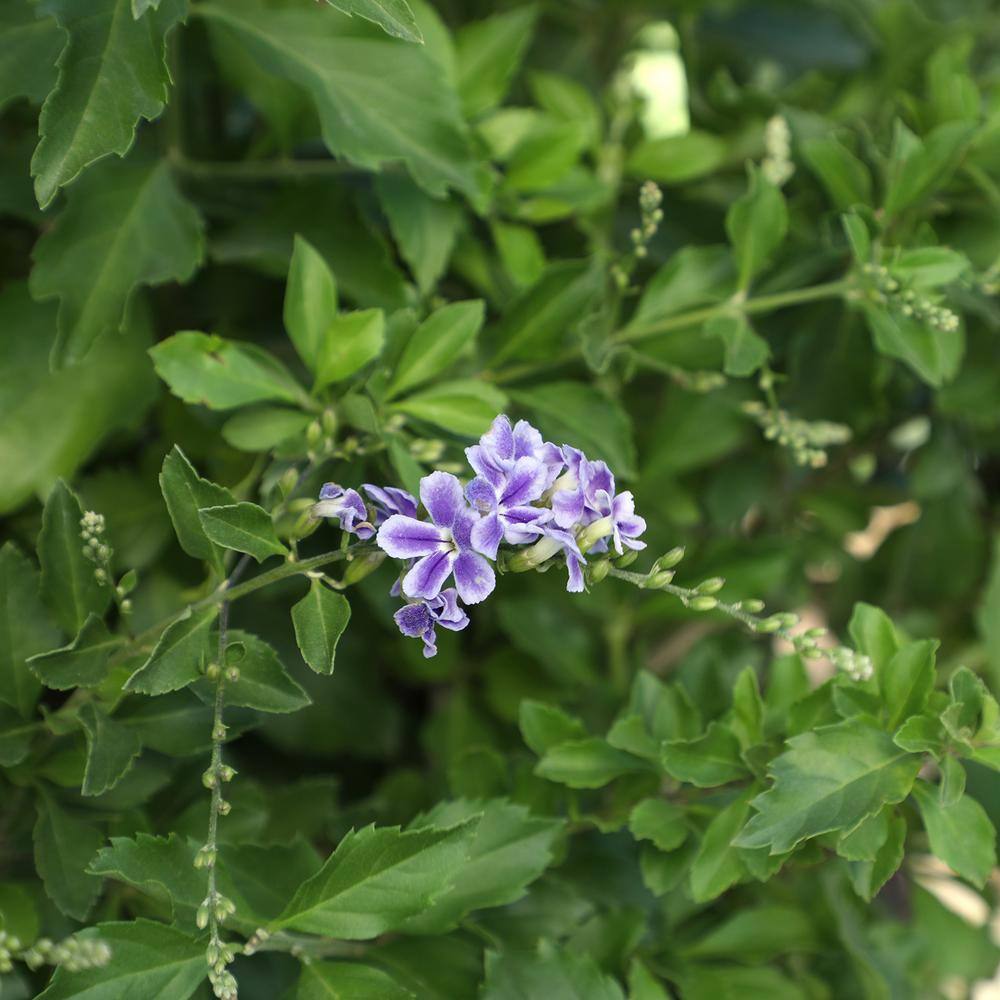 ALTMAN PLANTS Lone Star Growers 8 qt. Skyflower shrub (Duranta Erecta Sweet Memories) Purple blooms 0872605