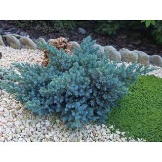 BELL NURSERY 1 Gal. Blue Star Juniper Live Evergreen shrub (1-Pack) JUNIP1BLU1PK