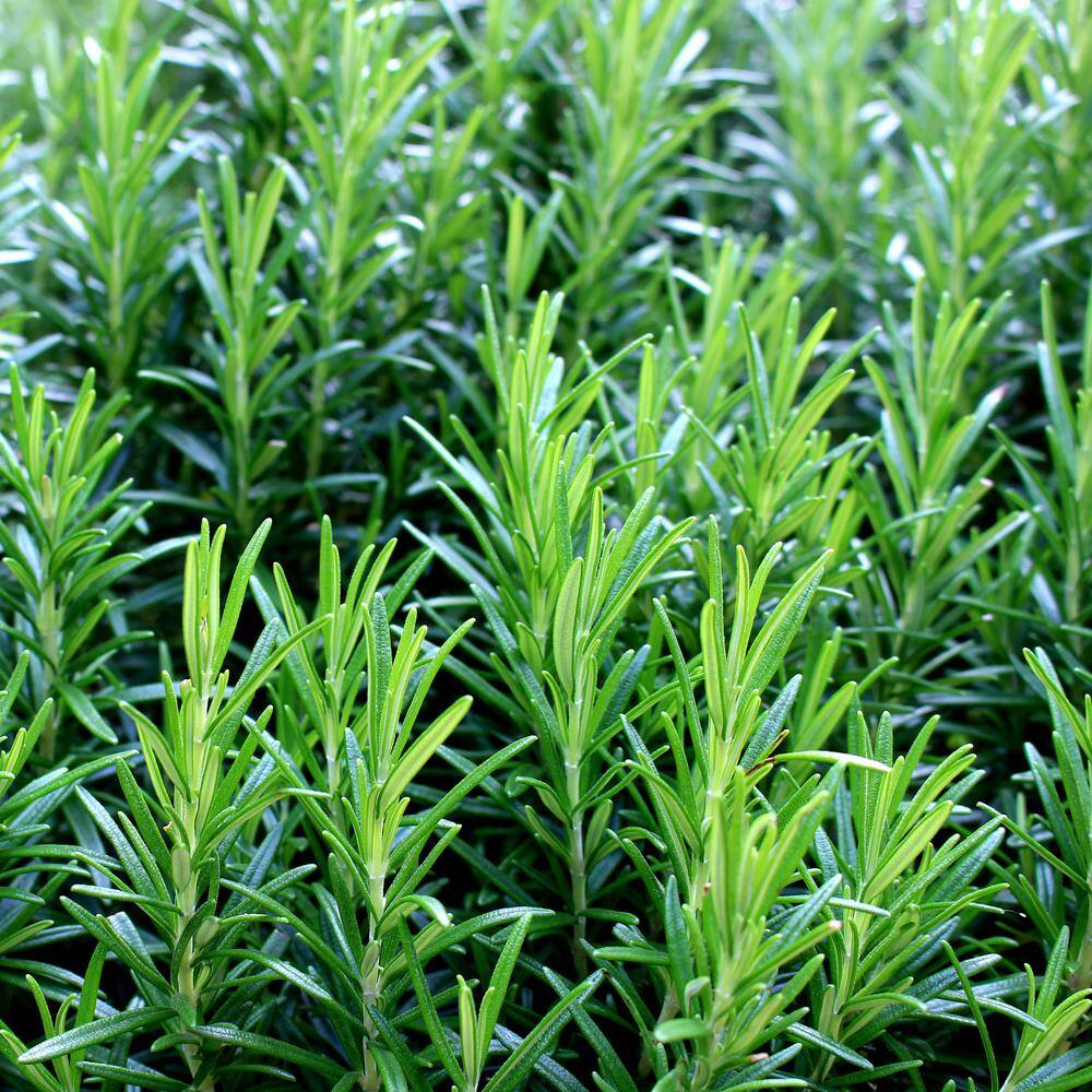 1 Gal. Rosemary Evergreen Plant with Pale Blue to White Flowers 16850