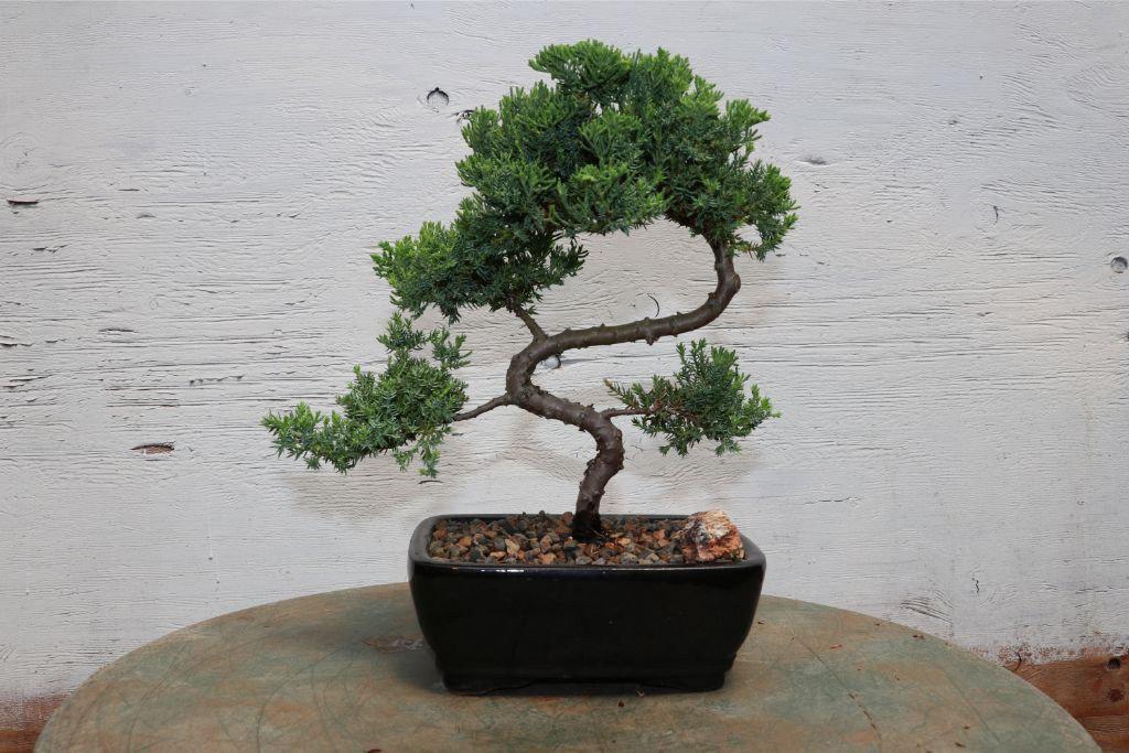 Classic Juniper Bonsai Tree