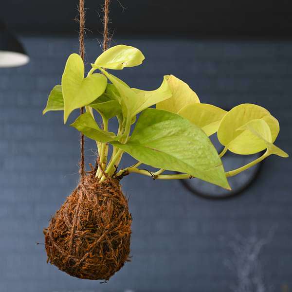 Air Purifier Golden Money Plant Moss Ball - Kokedama