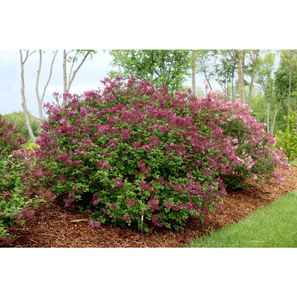 PROVEN WINNERS 2 Gal. Bloomerang Dark Purple Reblooming Lilac (Syringa) Live Shrub with Deep Purple Flowers PWSPA2BLM1PK