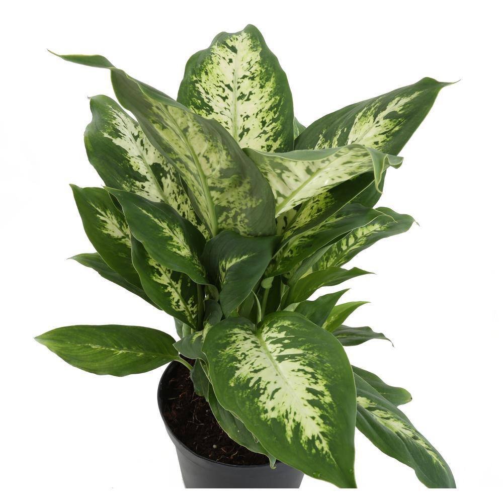 Costa Farms Dieffenbachia Dumb Cane Indoor Plant in 10 in. White Cylinder Pot and Stand Avg. Shipping Height 2-3 ft. Tall CO.DE10.3.CYL