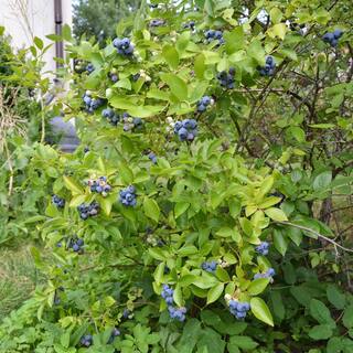 national PLANT NETWORK 2.25 Gal. Climax Blueberry Plant HD7061