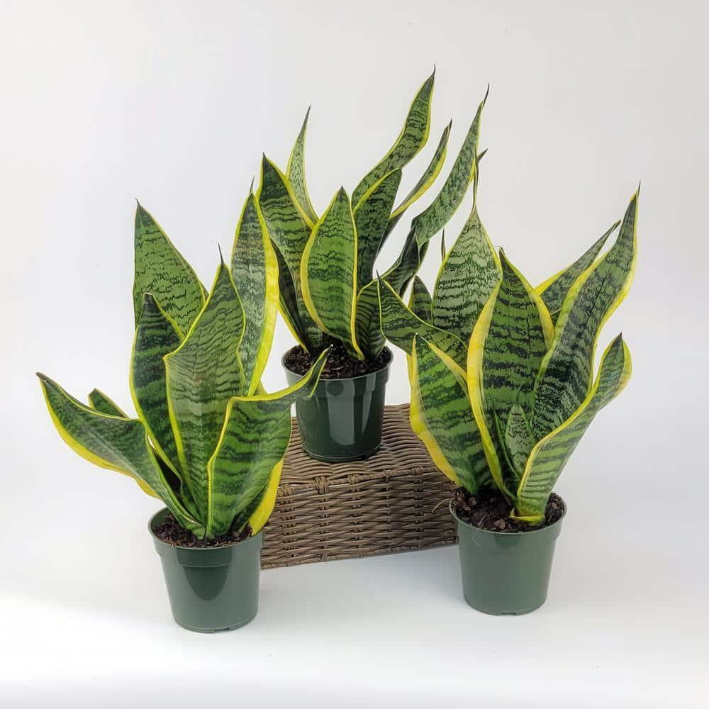 national PLANT NETWORK 4 in. Snake Plant Laurentii (3-Pack) HD1652