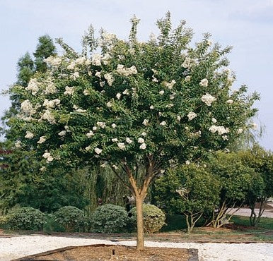 White Crape Myrtle Tree