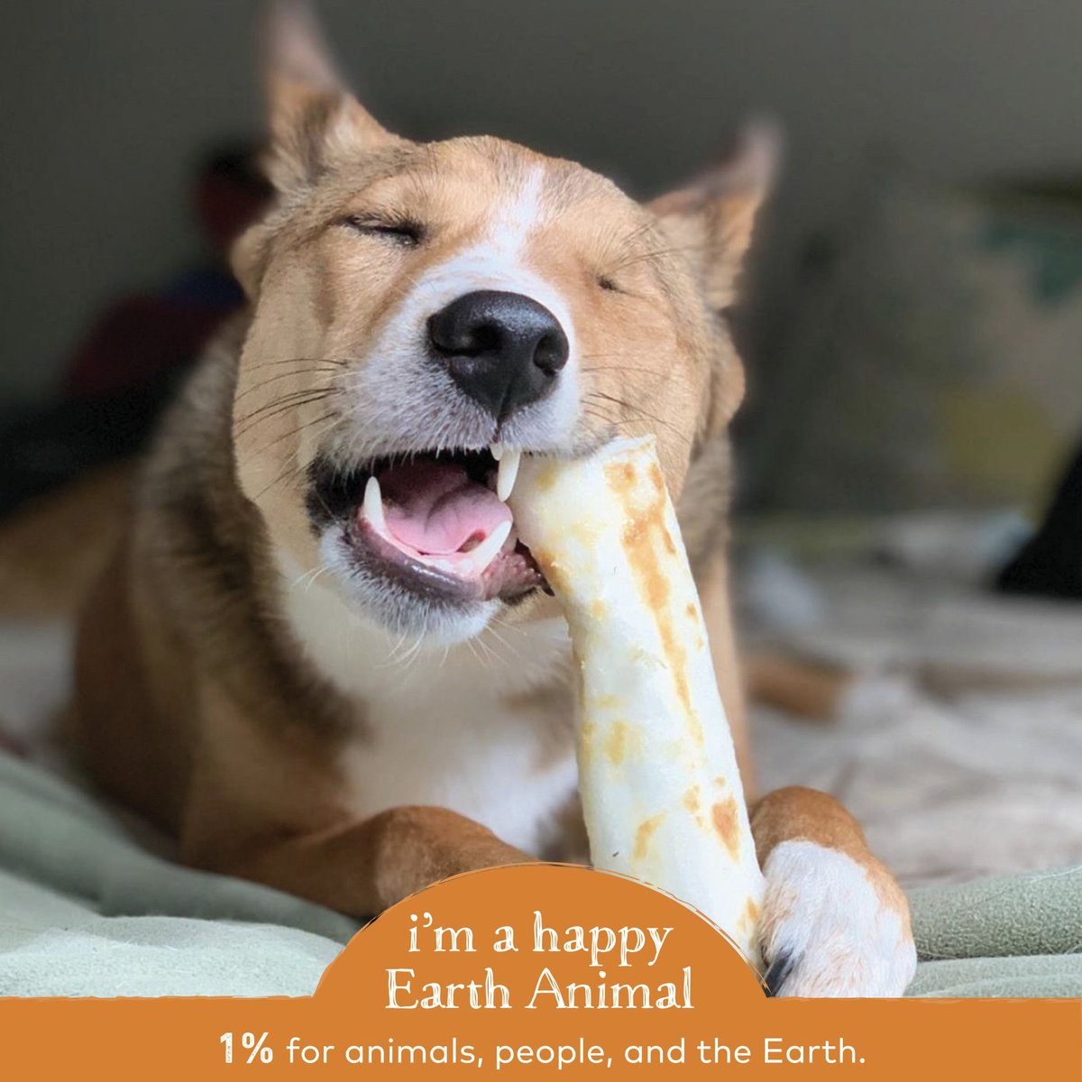 Earth Animal No-Hide Long Lasting Natural Rawhide Alternative Chicken Recipe Medium Chew Dog Treats， 2 count