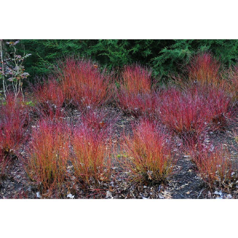 Online Orchards 1 Gal. Kelsey Dogwood Shrub With Compact Lush Foliage and Extreme Cold Hardiness SBDW004