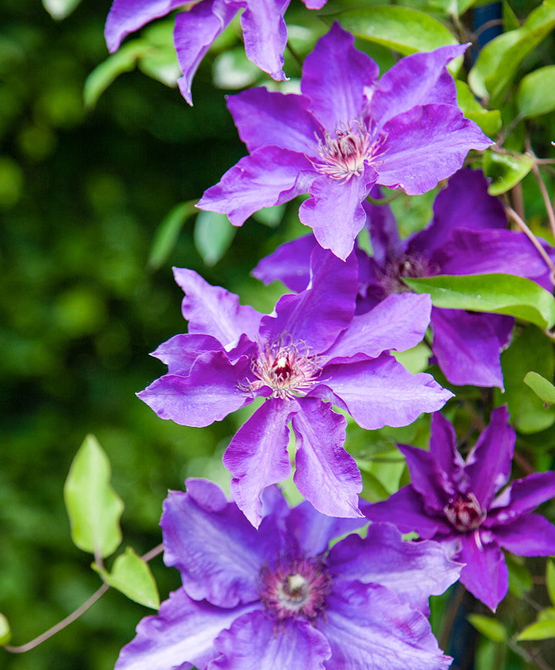 The President Clematis Vine - Deep Purple - 2.5