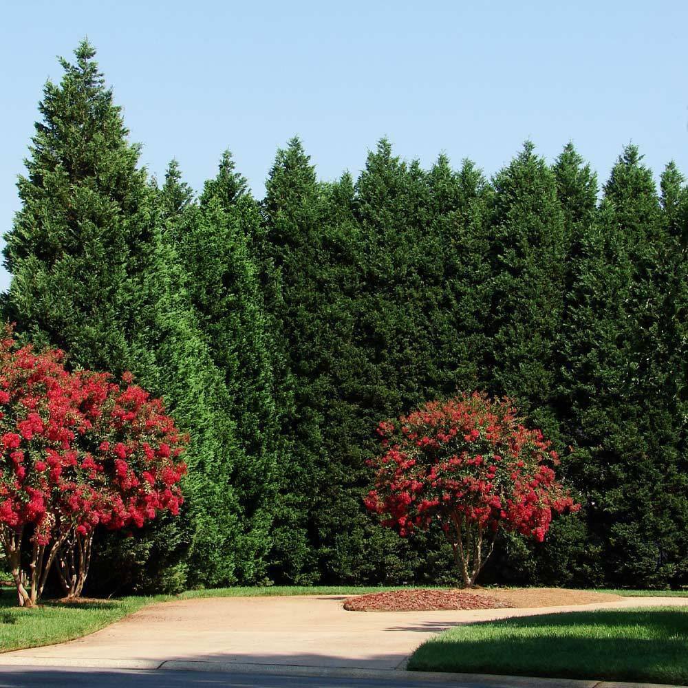 Brighter Blooms 3 Gal. Evergreen Leyland Cypress Trees CYP-LEY-34