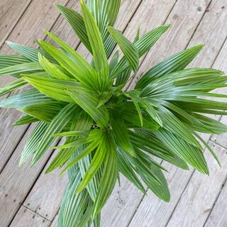 United Nursery Chinese Fan Palm Live Indoor Outdoor Plant in 10 inch Premium Sustainable Ecopots Dark Grey Pot FPALM10DG