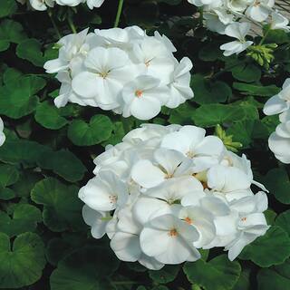 Vigoro 1 Qt. White Geranium Annual Plant 61072