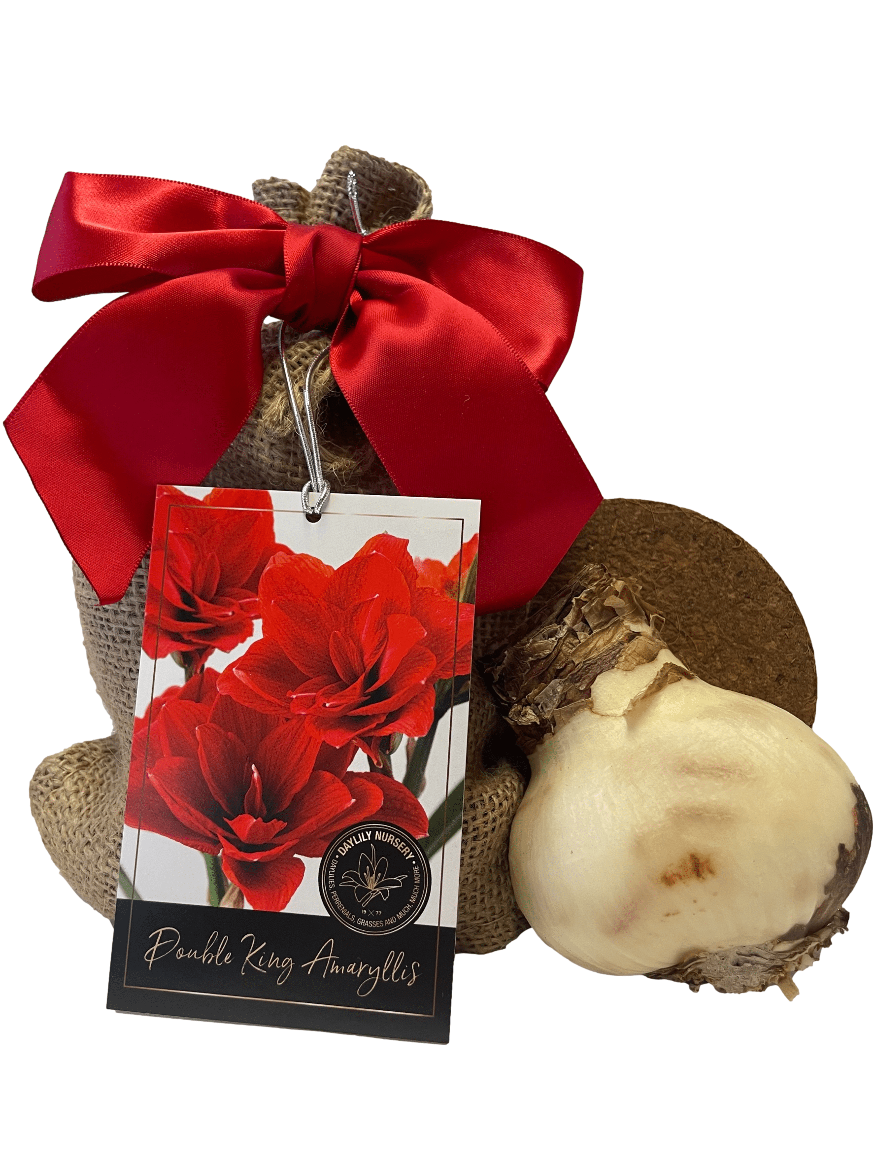 Elegant Double King Amaryllis Gift Growing Kit. Beautiful Ceramic Pot， Big Double King Bulb， a Burlap Bag and Growing Medium!!