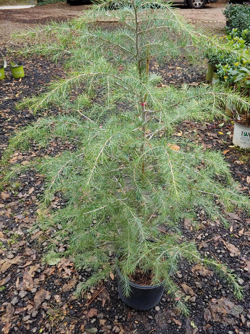 Electra Blue Deodar Cedar