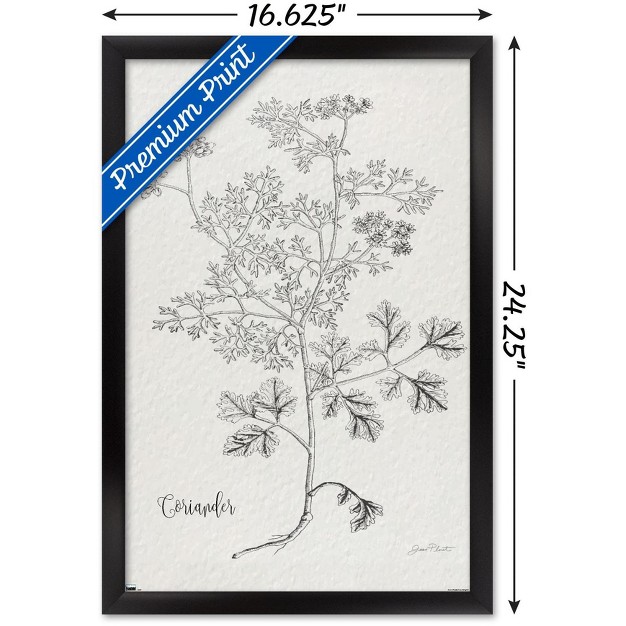 Trends International Jean Plout Botanical Studies On Paper Coriander Framed Wall Poster Prints