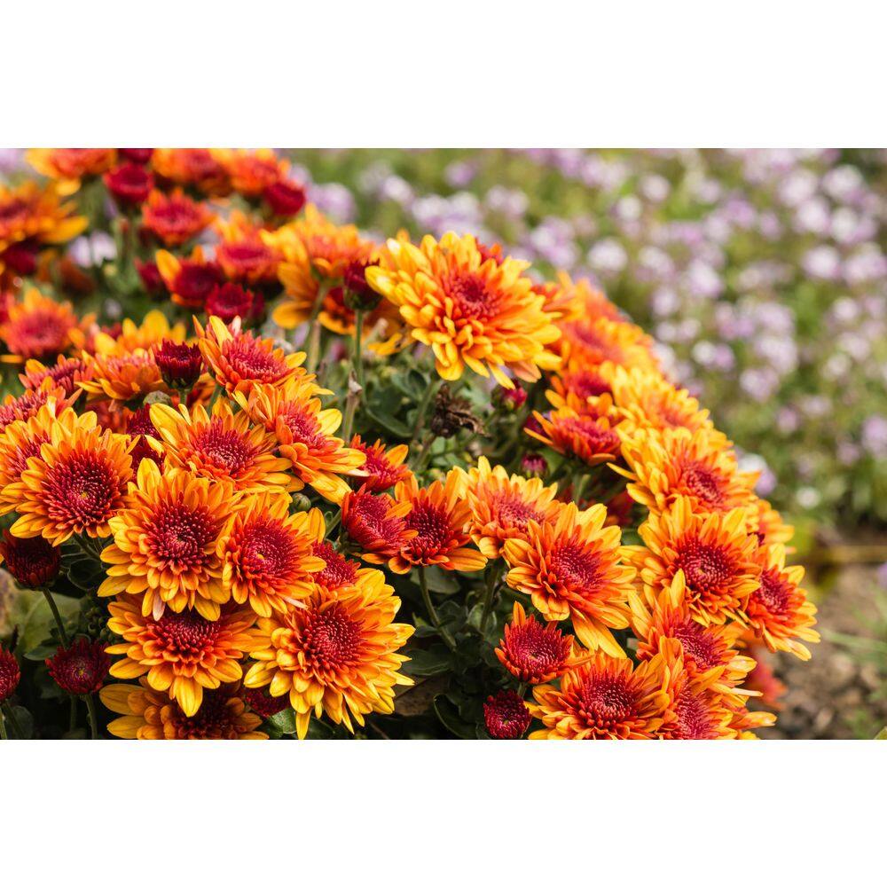 BELL NURSERY 3 Qt. Orange Chrysanthemum Annual Live Plant with Orange Flowers in 8 in. Grower Pot (2-Pack) CHMUM8ORG2PK