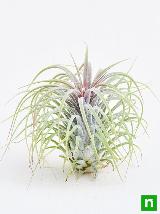 Air Plant, Tillandsia ionantha Guatemala (Large) - Plant