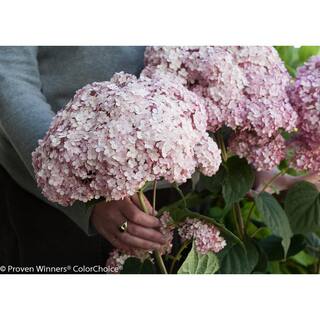 PROVEN WINNERS 1 Gal. Incrediball Blush Smooth Hydrangea (Arborescens) Live Shrub Light Pink Flowers HYDPRC1146101