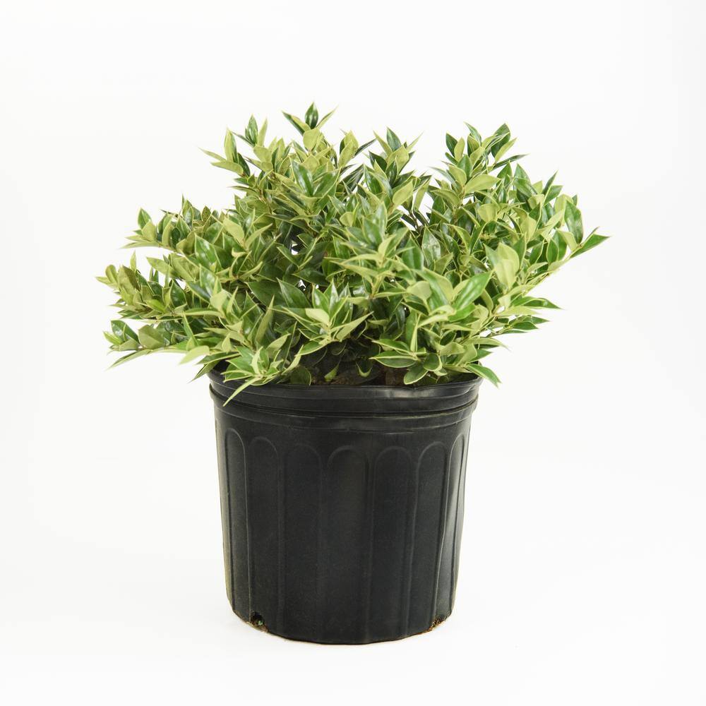 national PLANT NETWORK 2.25 Gal. Carissa Holly Plant HD7479