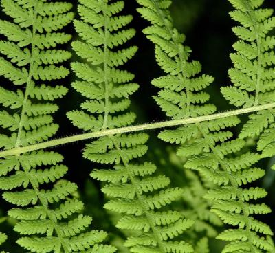 Classy Groundcovers - Dennstaedtia punctilobula  {10 Bare Root Plants}