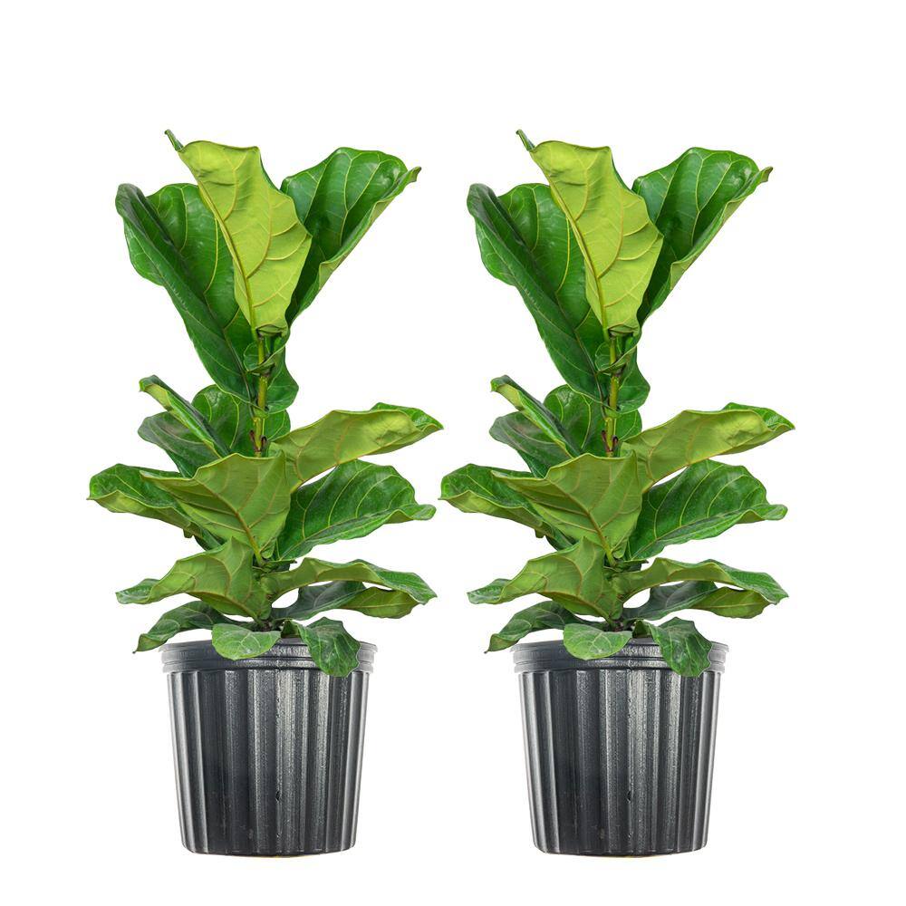 3 Gal. Fiddle Leaf Fig Plant (2-Pack) THD100002