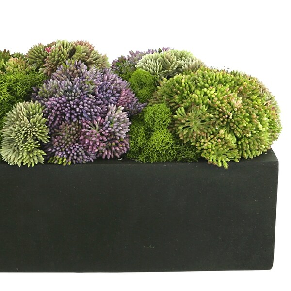 Sedum and Thistle Arranged in Rectangular Planter