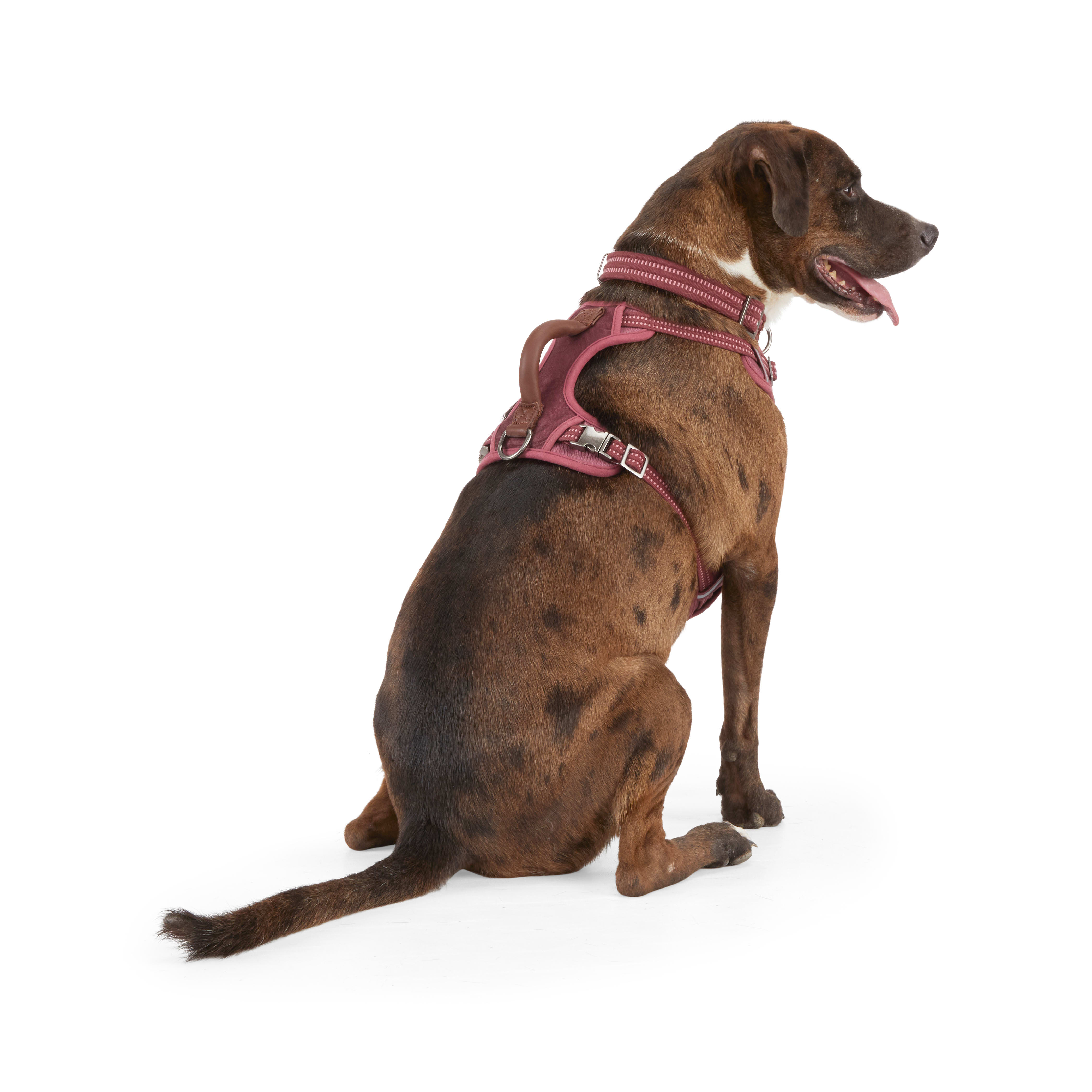 Reddy Burgundy Canvas Dog Harness， Medium