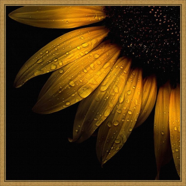 X 16 quot Sunflower Detail By Brian Carson Framed Wall Canvas Amanti Art