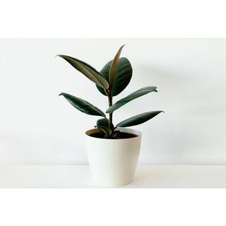 PROVEN WINNERS leafjoy Collection Ficus Elastica Abijan (Rubber Plant) Live Indoor Plant in 7 in. Seagrass Pot Avg Ship Height 15 in. PWFEA6SEA1PK