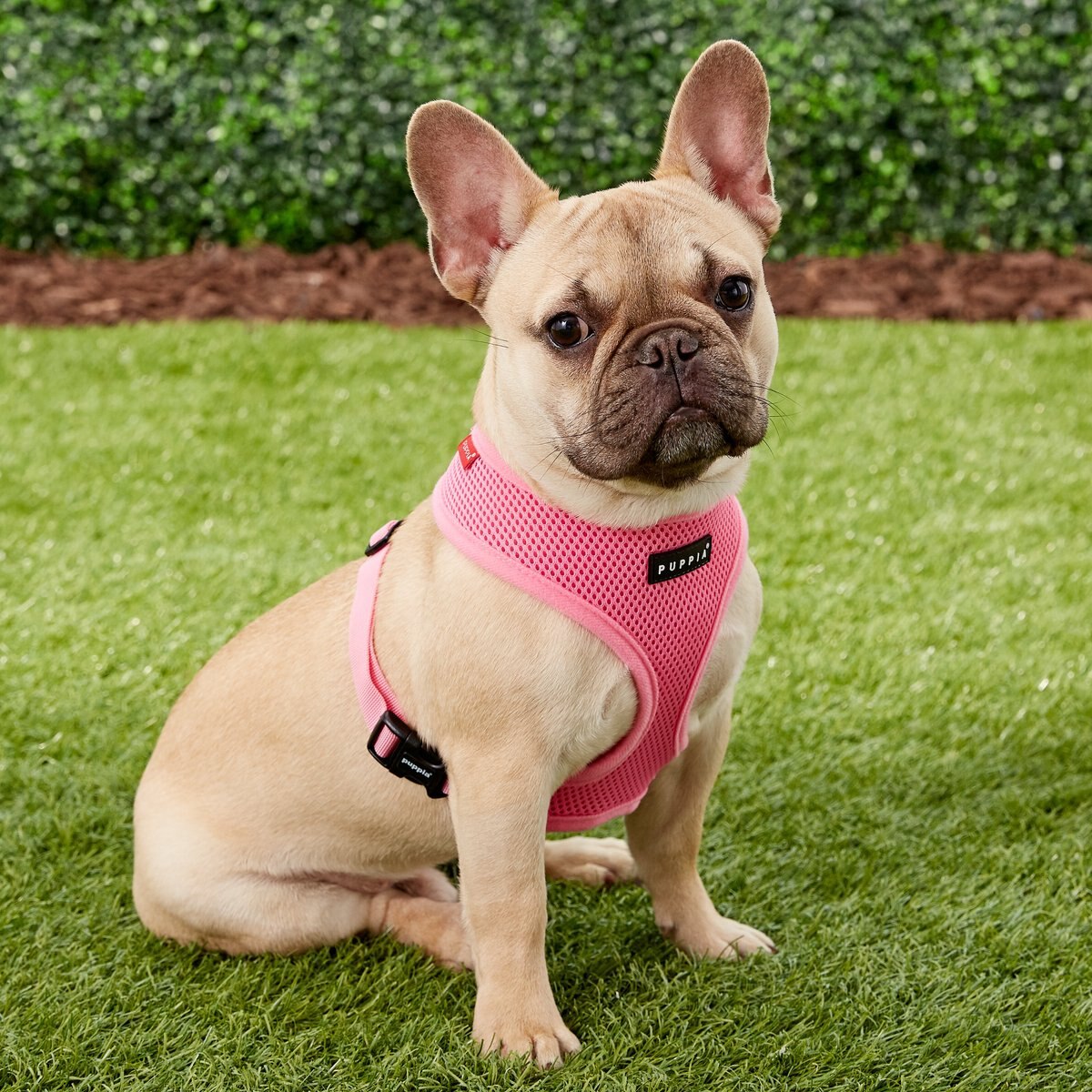 Puppia Polyester Back Clip Dog Harness