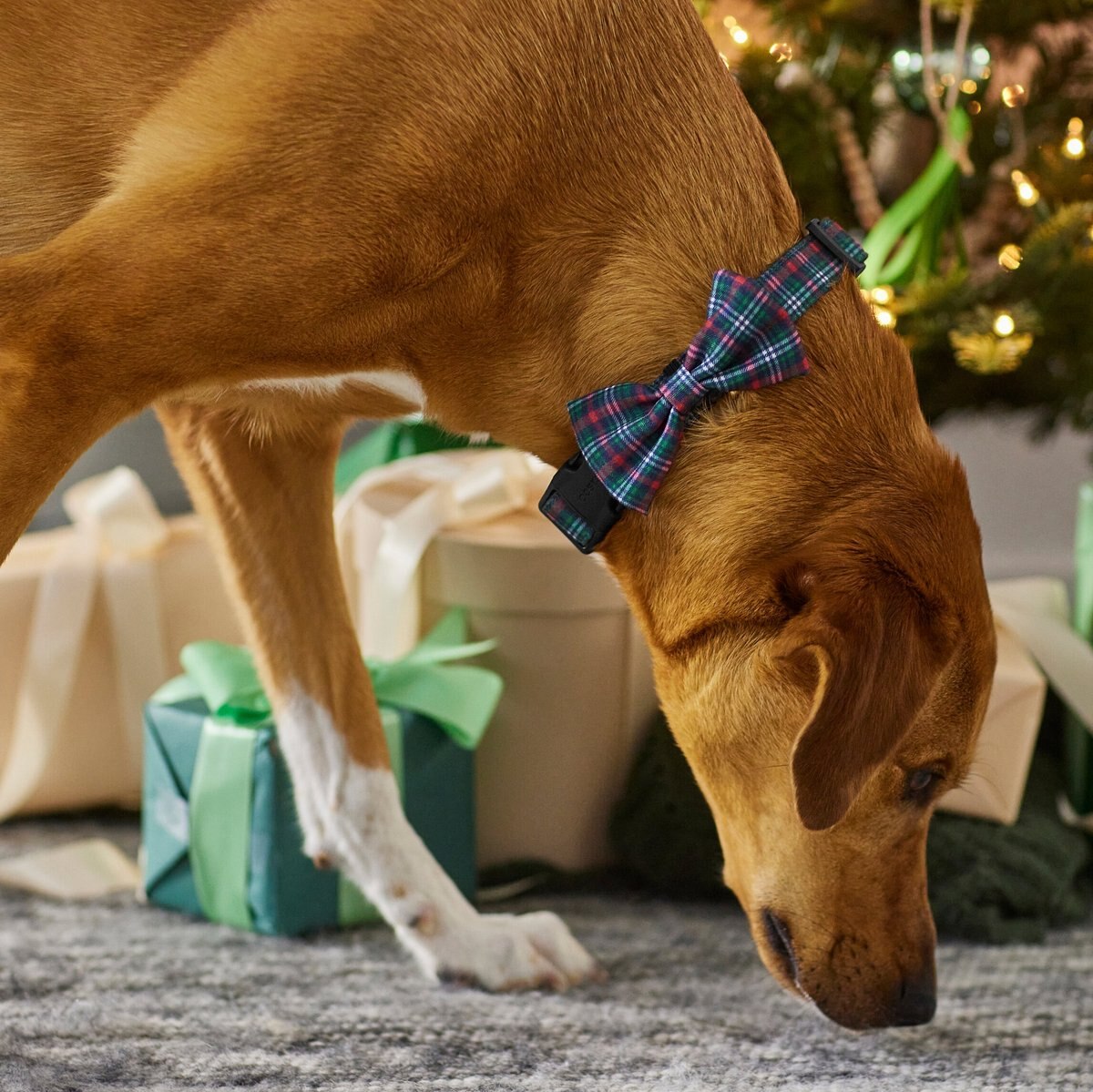 Frisco Festive Plaid Dog Collar with Removeable Plaid Bow